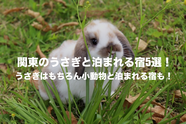 うさぎと泊まれる宿　関東