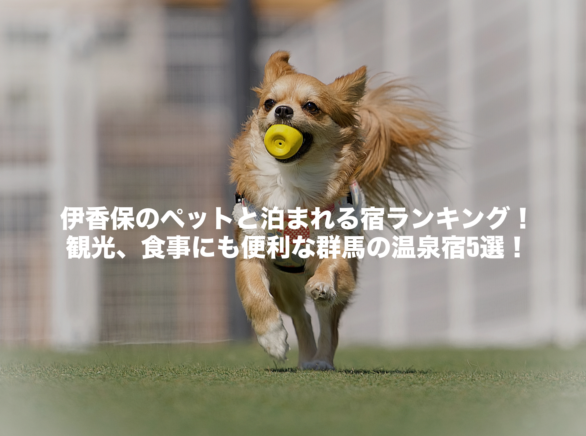 伊香保 ペットと泊まれる宿ランキング