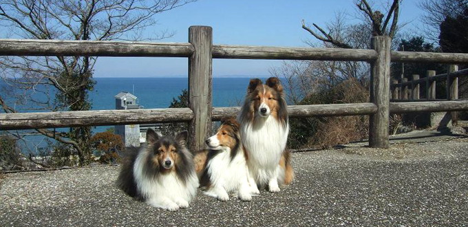 伊勢二見 愛犬と泊まれる旅館 まつしん